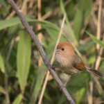 Vinous-throated Parrotbill (image by Dani Balla)