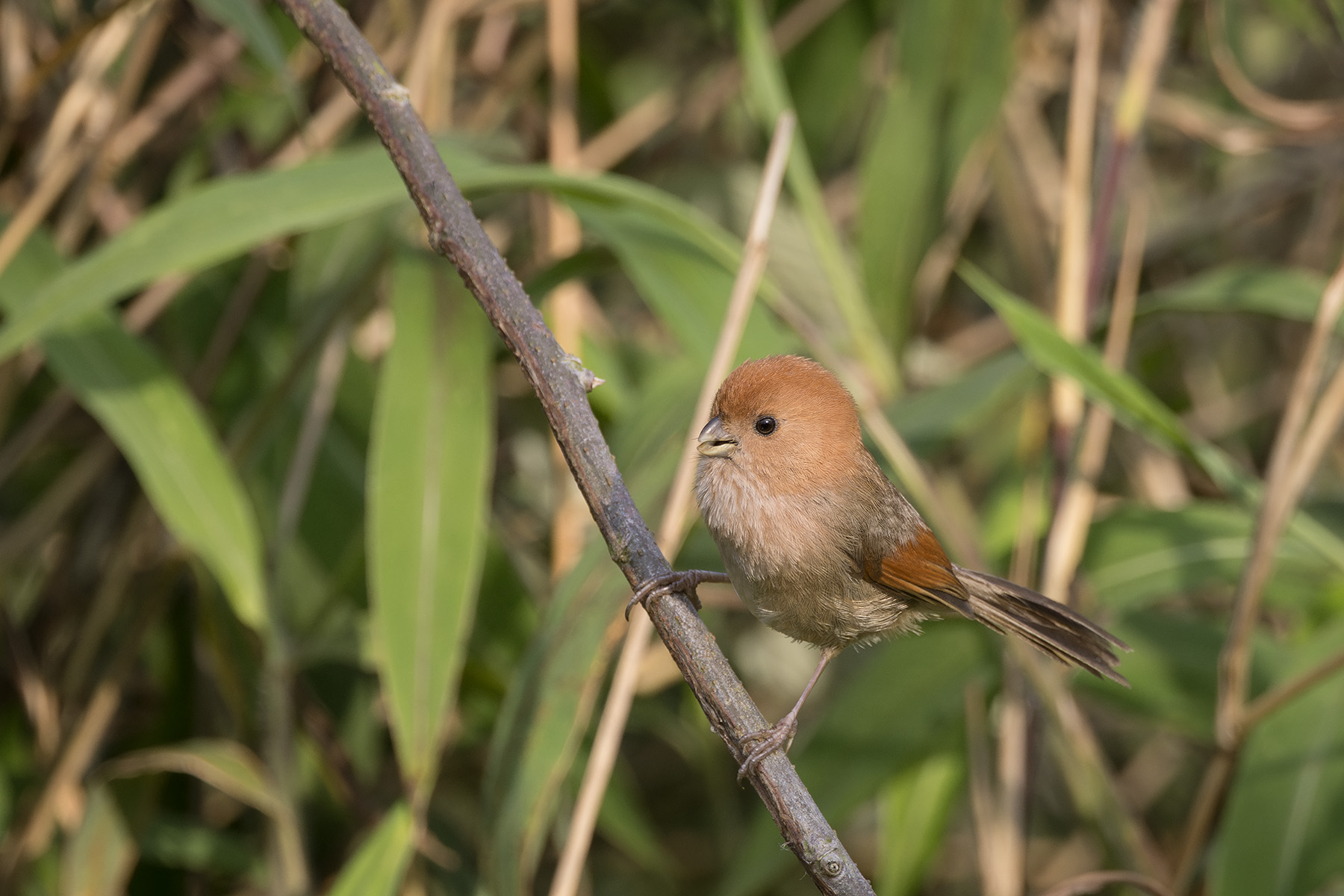 Vinous-throated Parrotbill (image by Dani Balla)