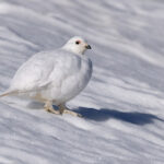 White-tailed Ptarmigan (image by Mike Watson)