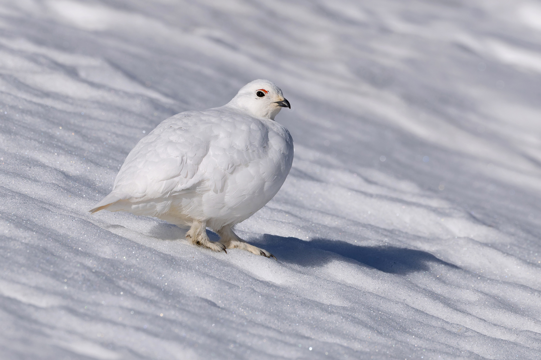 White-tailed Ptarmigan (image by Mike Watson)