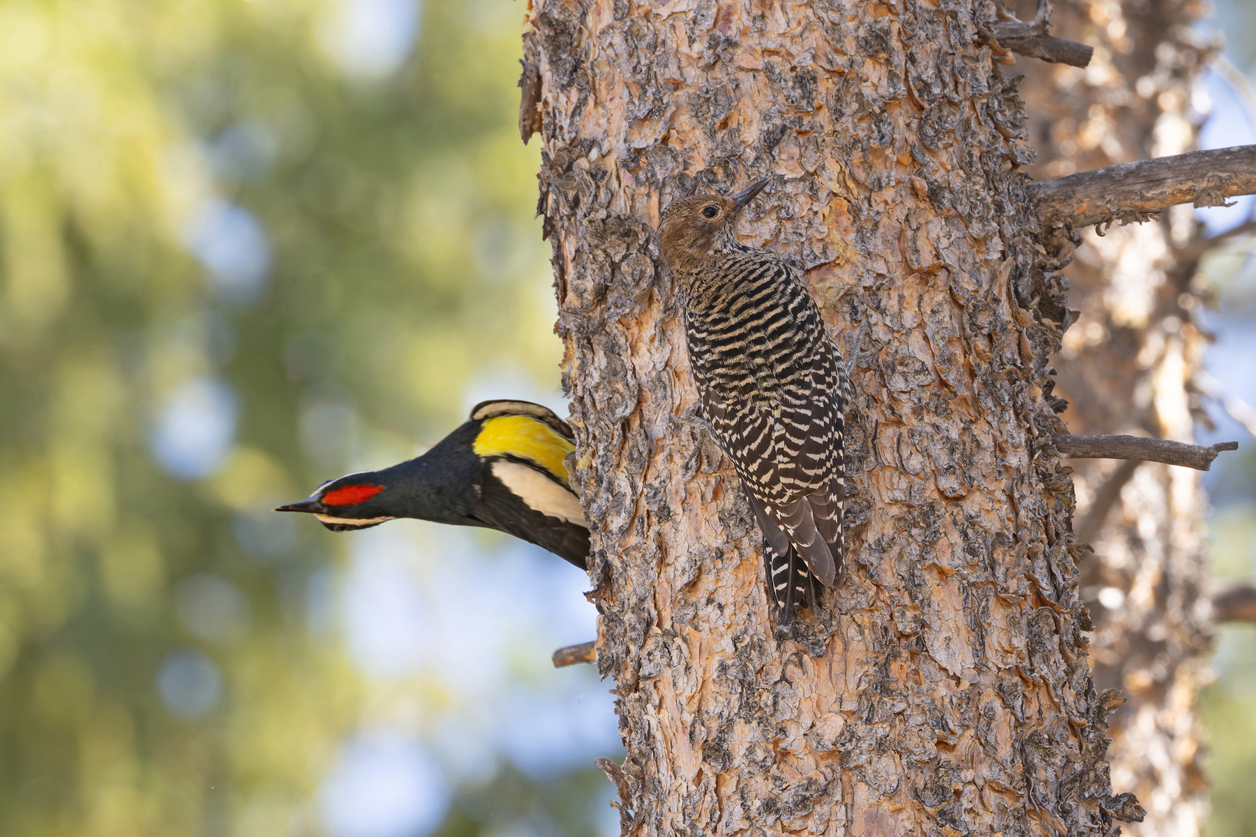 Williamson's Sapsuckers (image by Mike Watson)