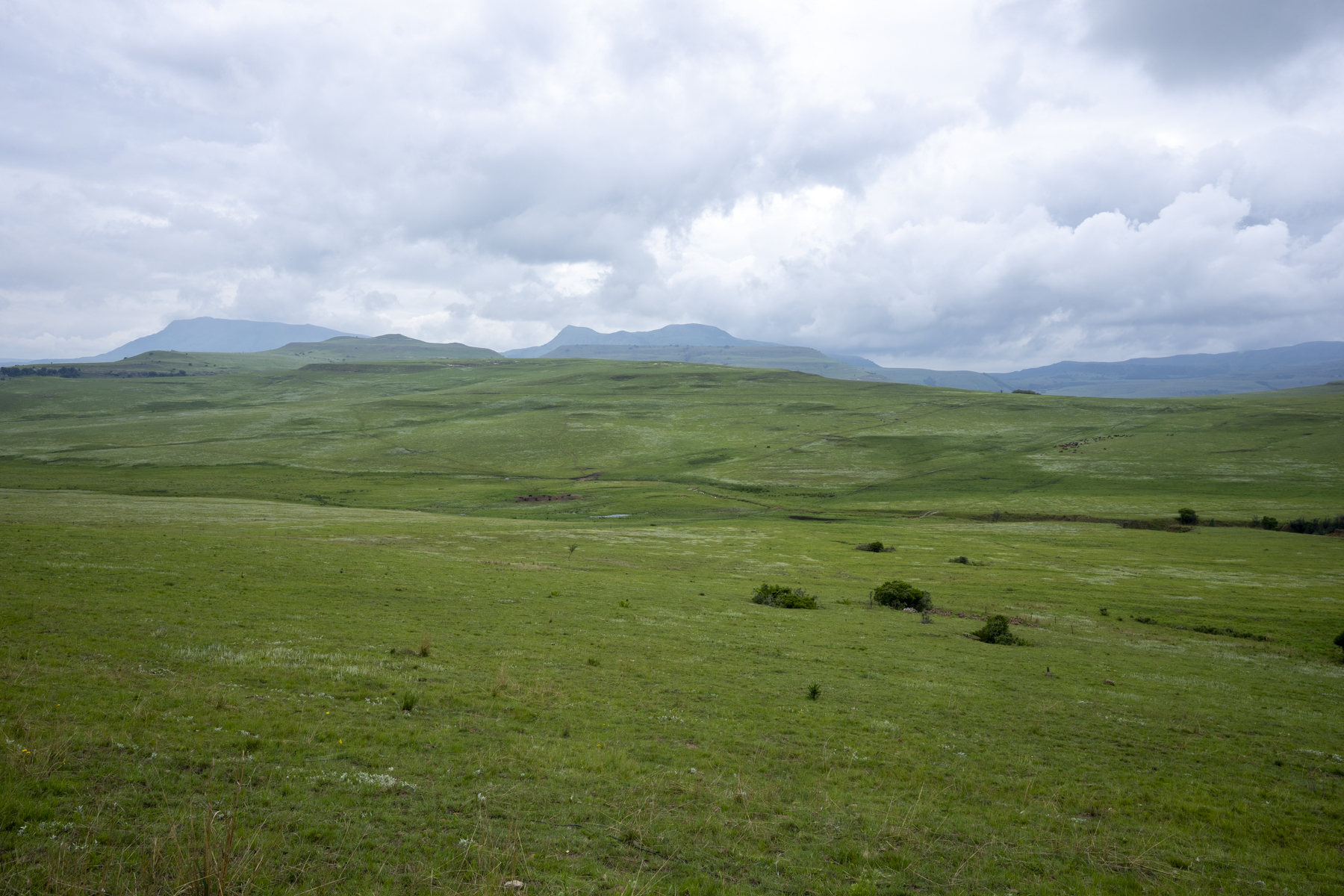 Wakkerstroom grasslands (image by Mark Beaman)