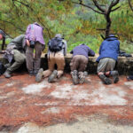 Watching Benguet Bush Warbler (image by David Reck)