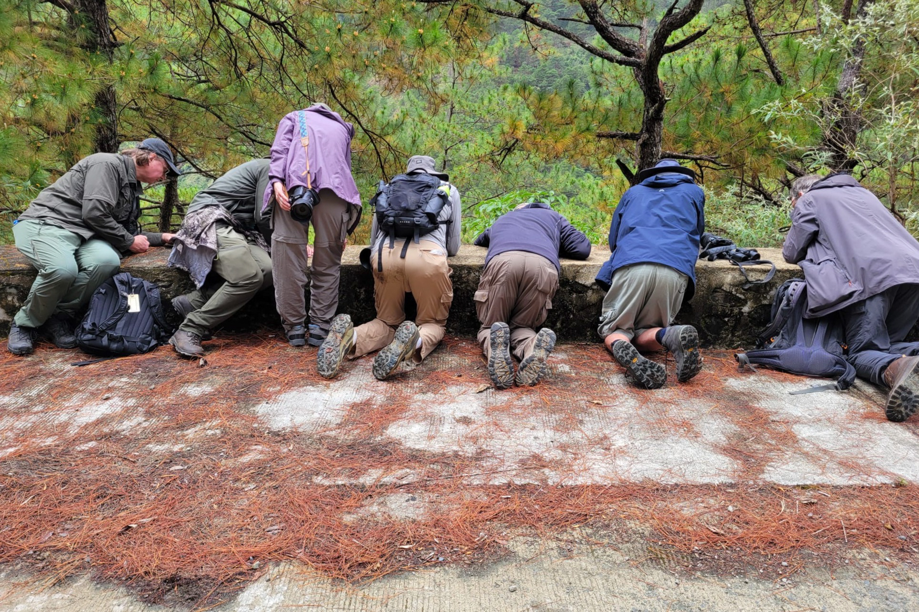 Watching Benguet Bush Warbler (image by David Reck)