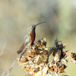 Wedge-tailed Hillstar (image by Leo Garrigues)