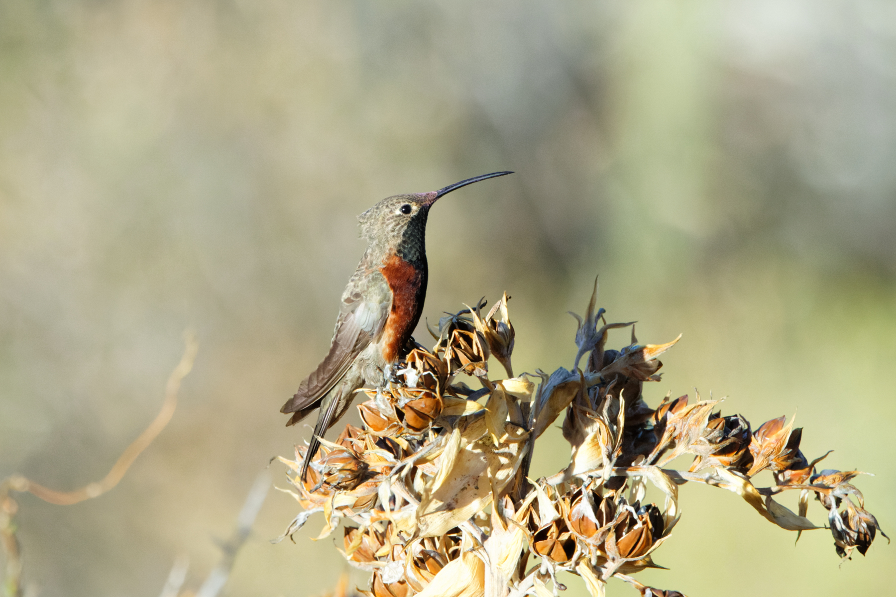 Wedge-tailed Hillstar (image by Leo Garrigues)