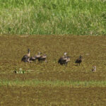 West Indian Whistling Ducks (image by Eustace Barnes)