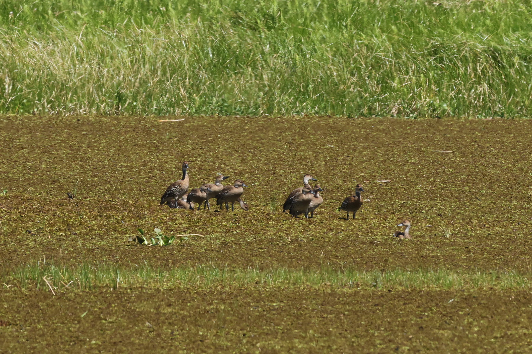 West Indian Whistling Ducks (image by Eustace Barnes)