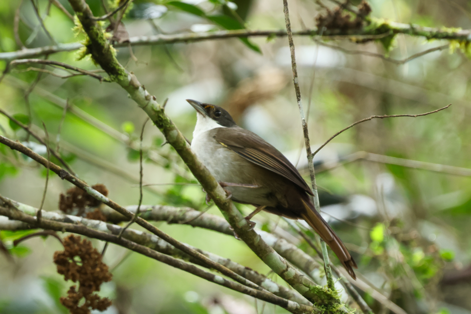 Western Chat Tanager (image by Eustace Barnes)