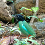 Western Hooded Pitta (image by Craig Robson)