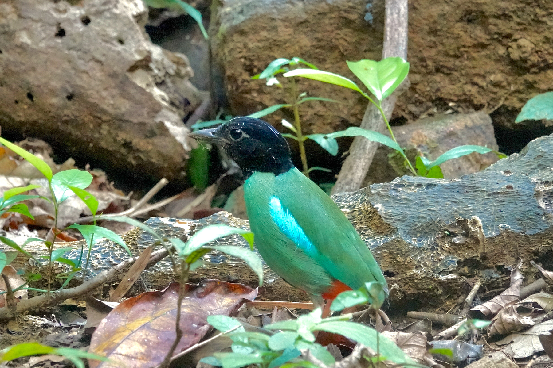 Western Hooded Pitta (image by Craig Robson)