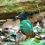 Western Hooded Pitta (image by Craig Robson)