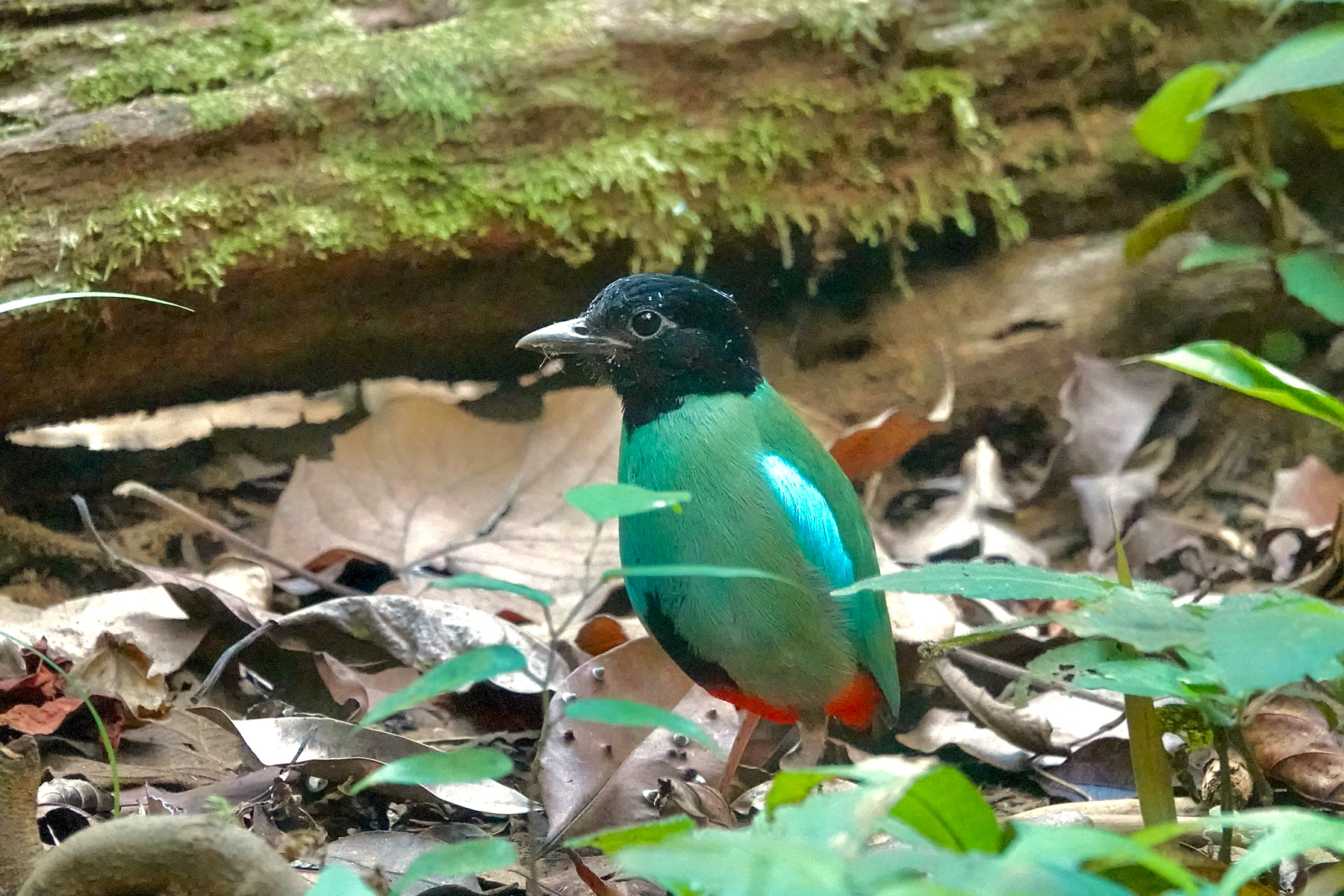 Western Hooded Pitta (image by Craig Robson)