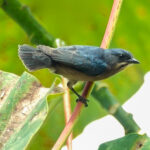 Whiskered Flowerpecker (image by Craig Robson)