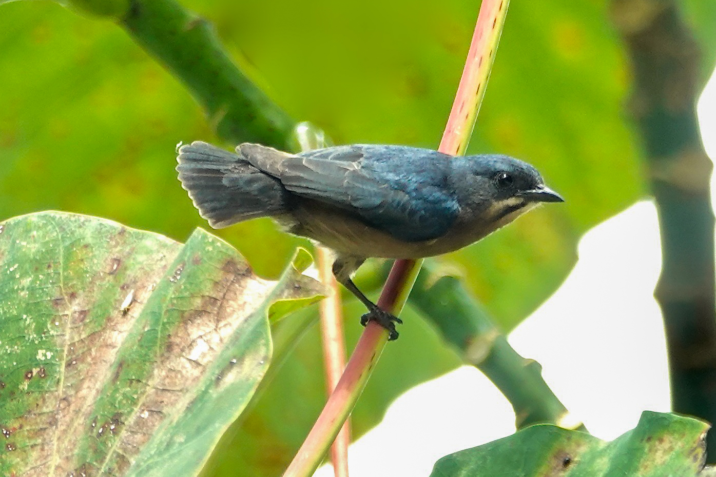 Whiskered Flowerpecker (image by Craig Robson)