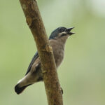 Whiskered Flowerpecker (image by Craig Robson)