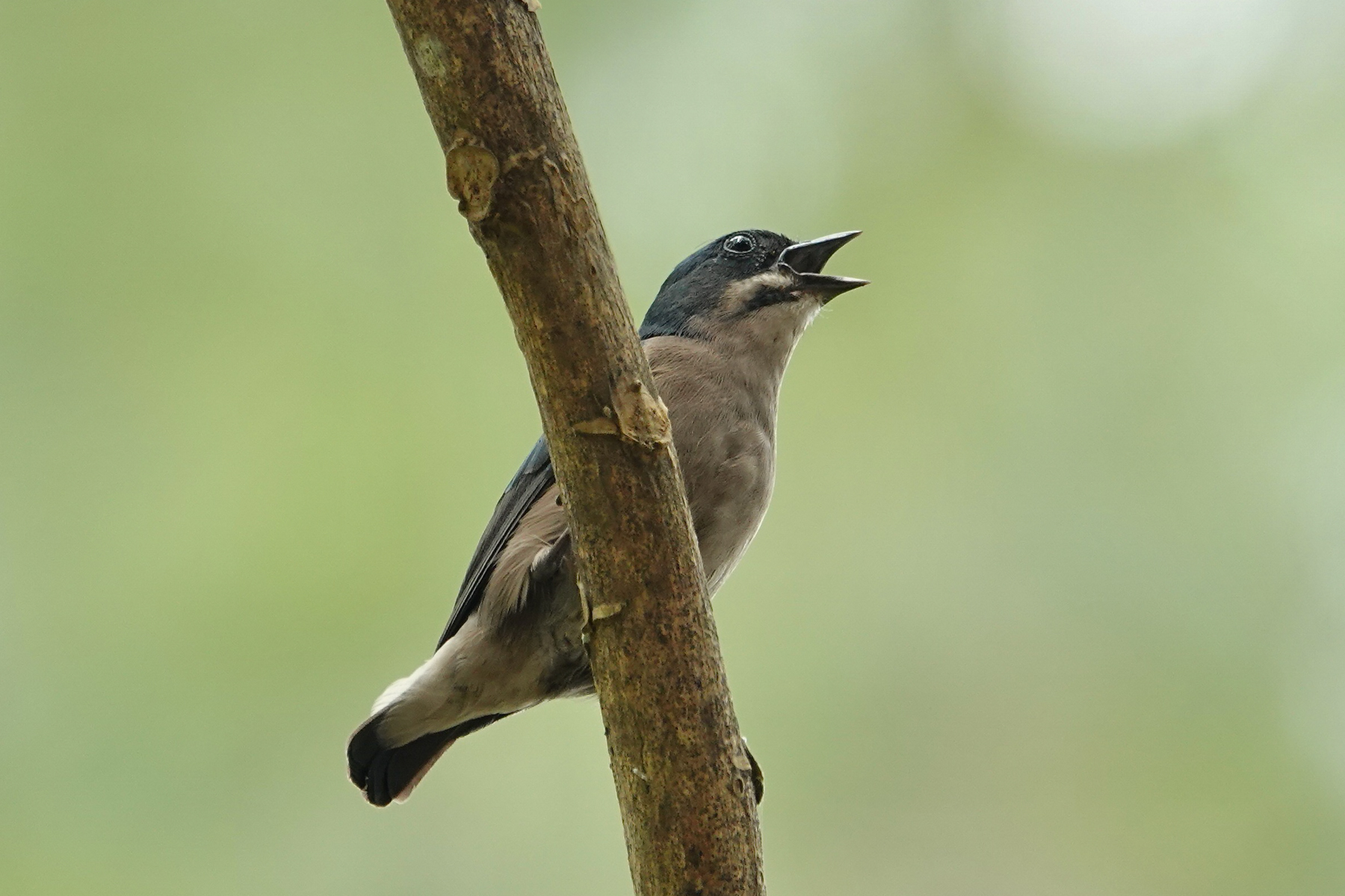 Whiskered Flowerpecker (image by Craig Robson)
