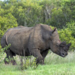 White Rhinoceros (image by Mark Beaman)