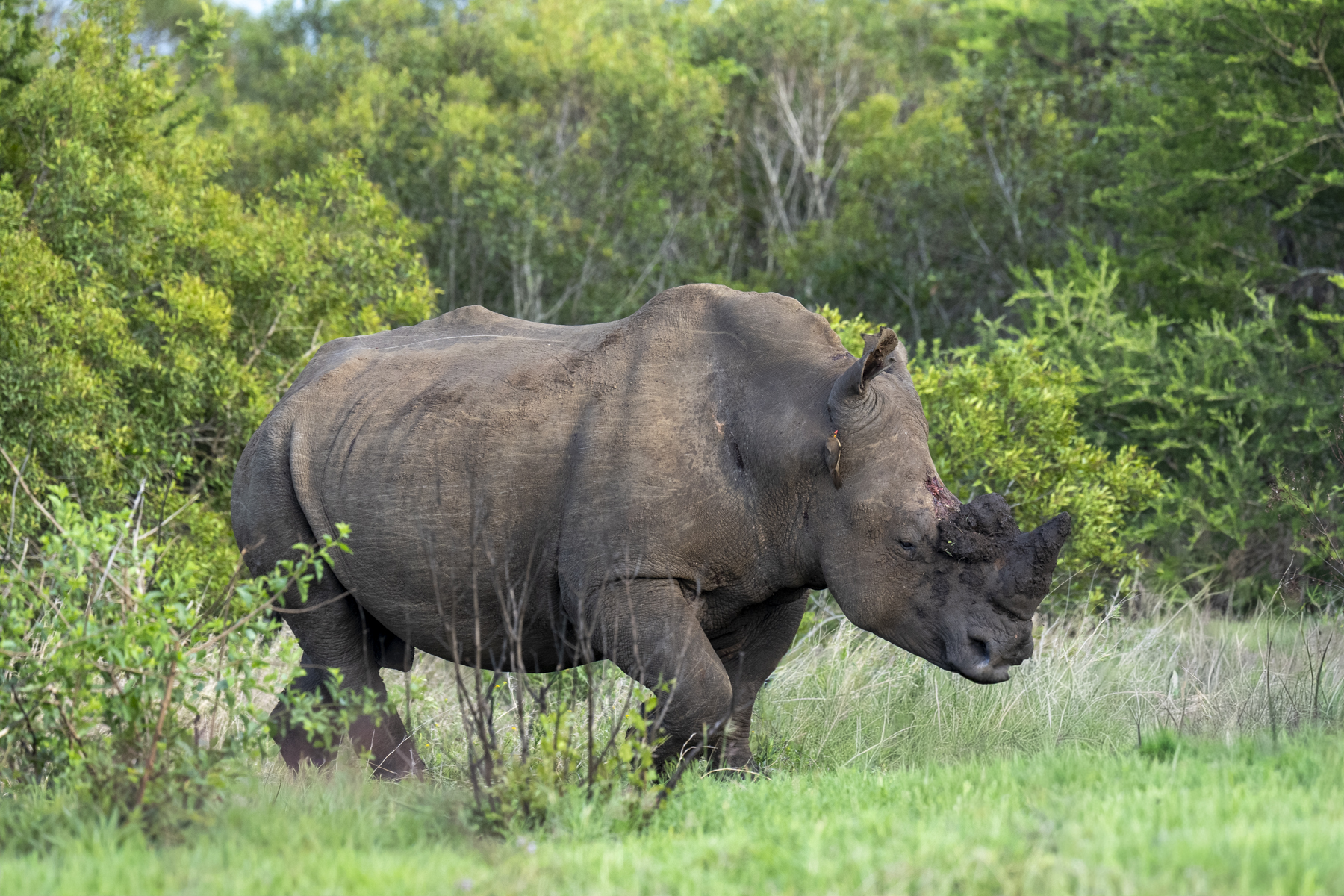 White Rhinoceros (image by Mark Beaman)