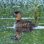 White-backed Duck (image by Nik Borrow)