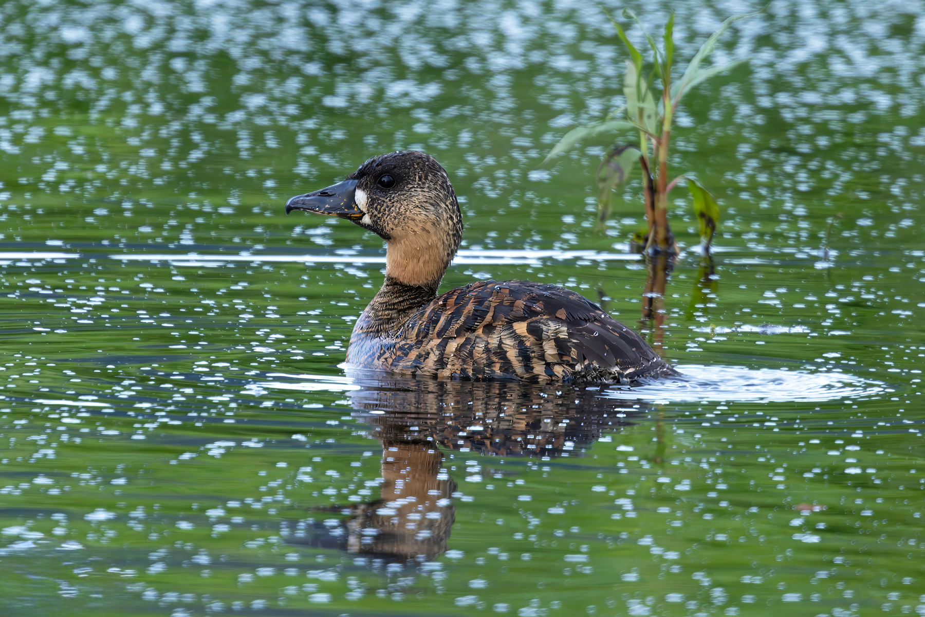 White-backed Duck (image by Nik Borrow)