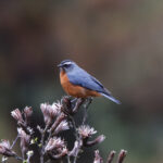 White-browed Conebill (image by Leo Garrigues)
