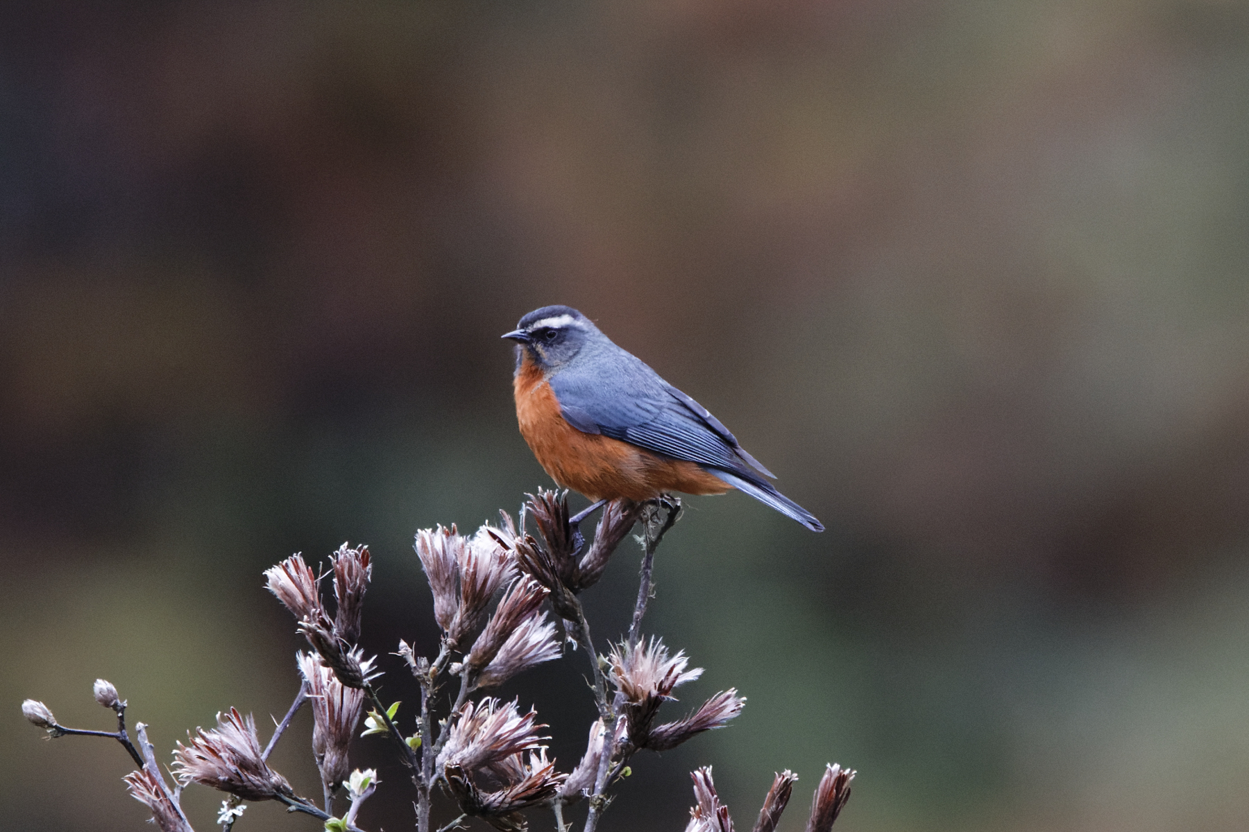 White-browed Conebill (image by Leo Garrigues)