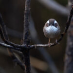 White browed Fulvetta (image by Mike Watson)