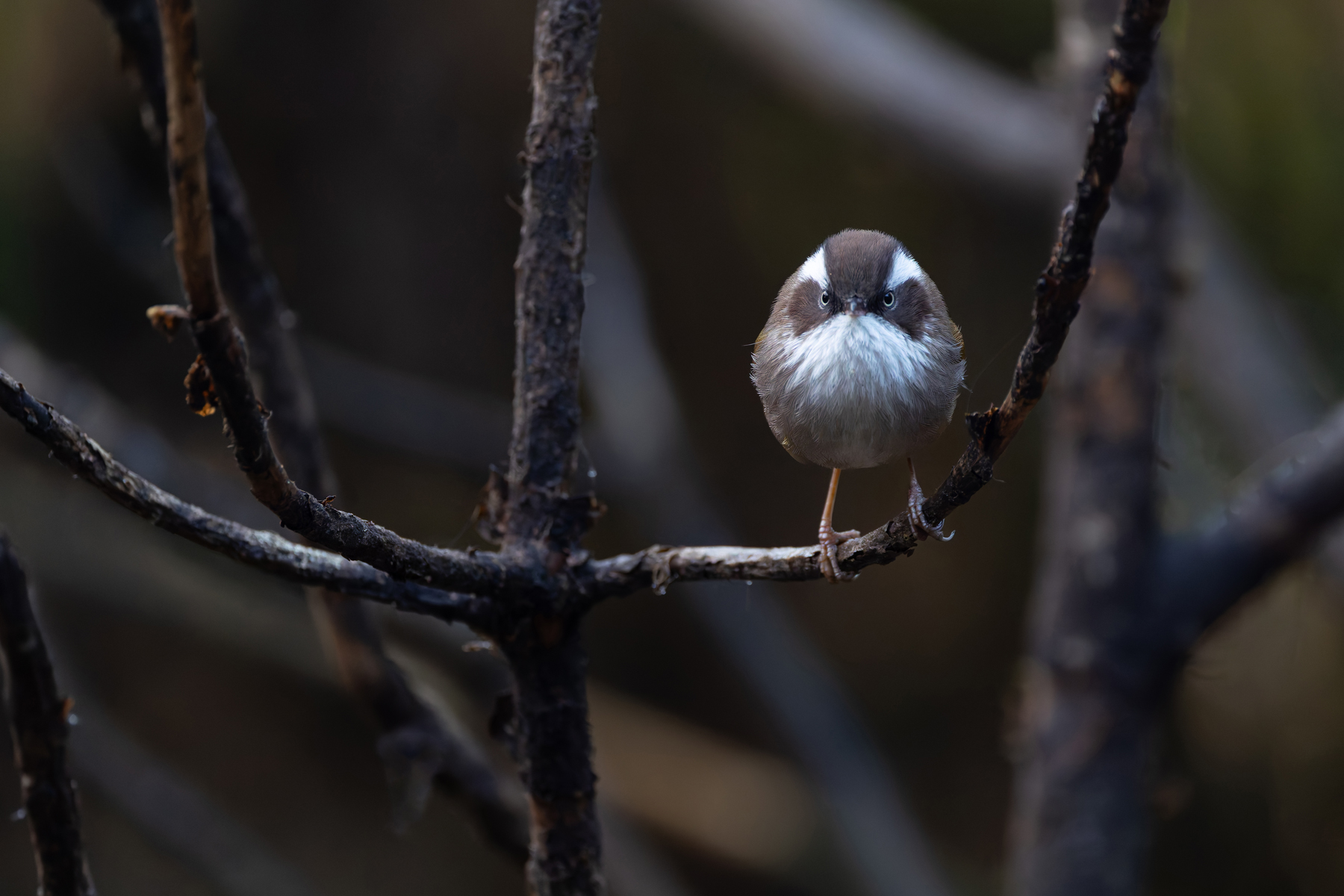 White browed Fulvetta (image by Mike Watson)