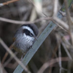 White-browed Fulvetta (image by Dani Balla)