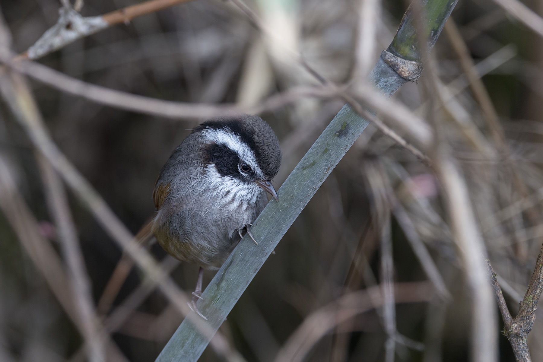 White-browed Fulvetta (image by Dani Balla)