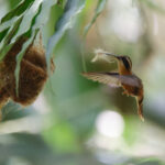 White-browed Hermit (image by Leo Garrigues)