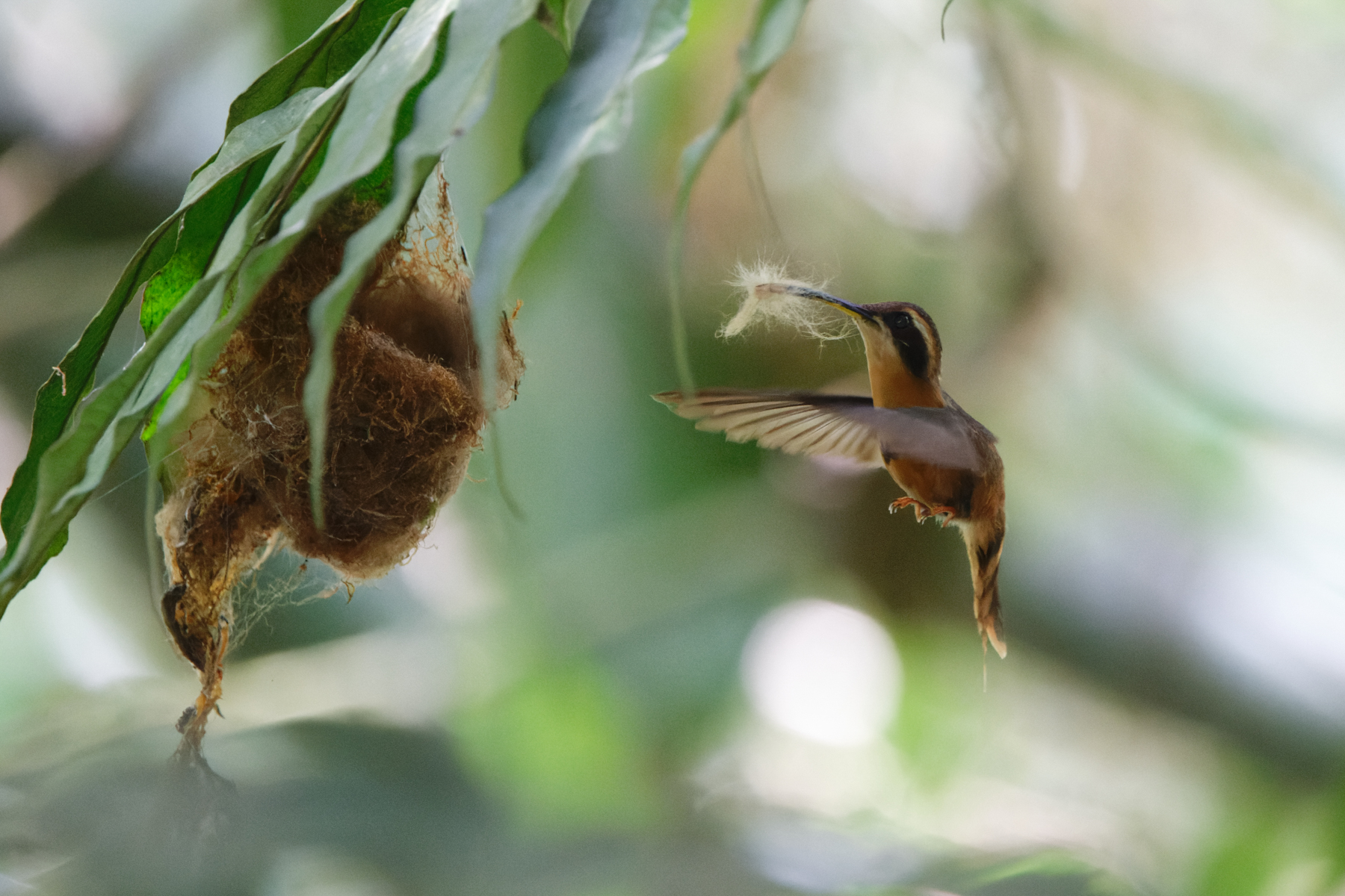 White-browed Hermit (image by Leo Garrigues)