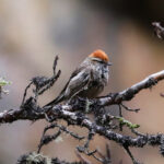 White-browed Tit-Spinetail (image by Leo Garrigues)