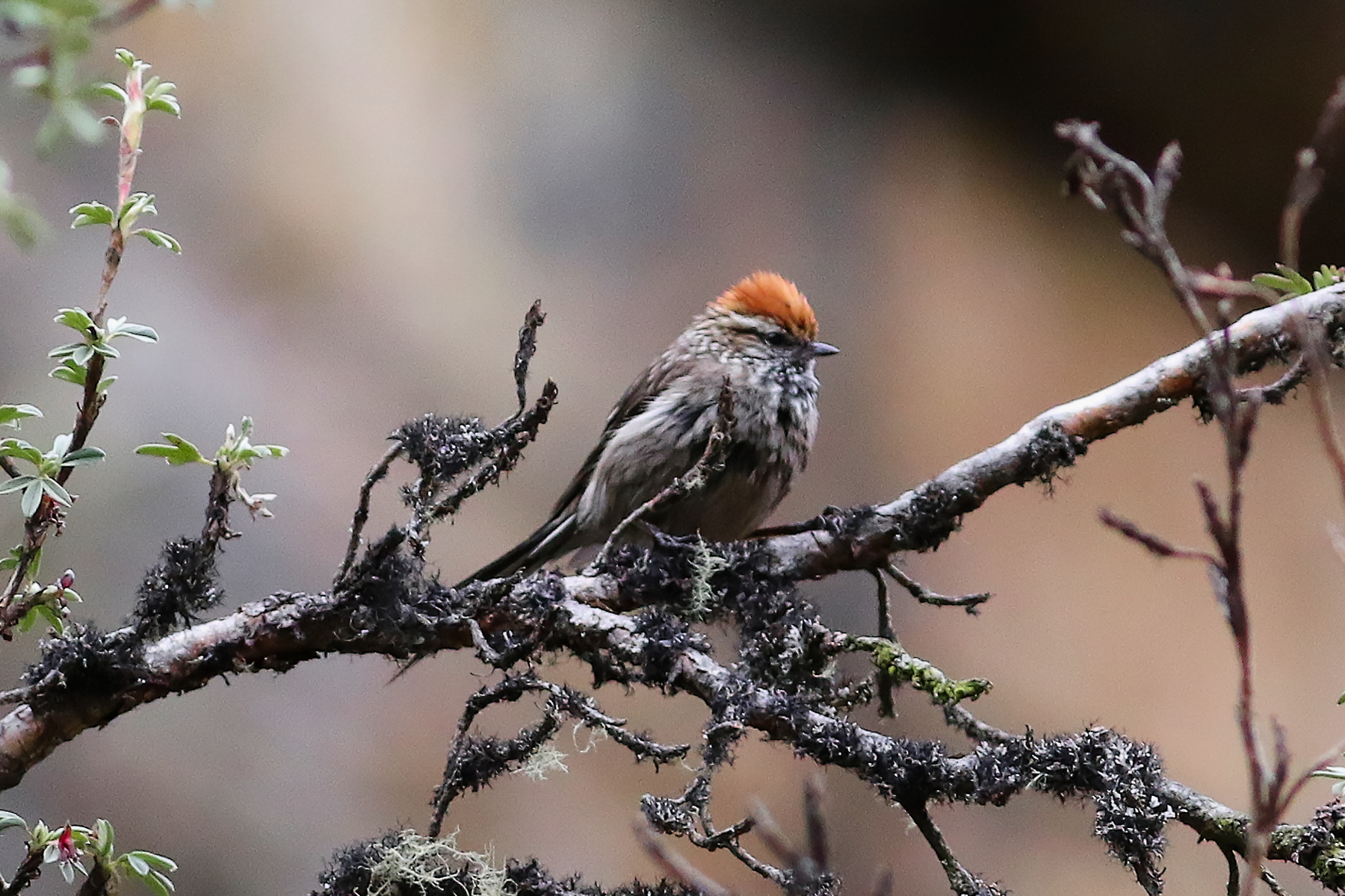 White-browed Tit-Spinetail (image by Leo Garrigues)