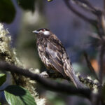 White-cheeked Cotinga (image by Leo Garrigues)