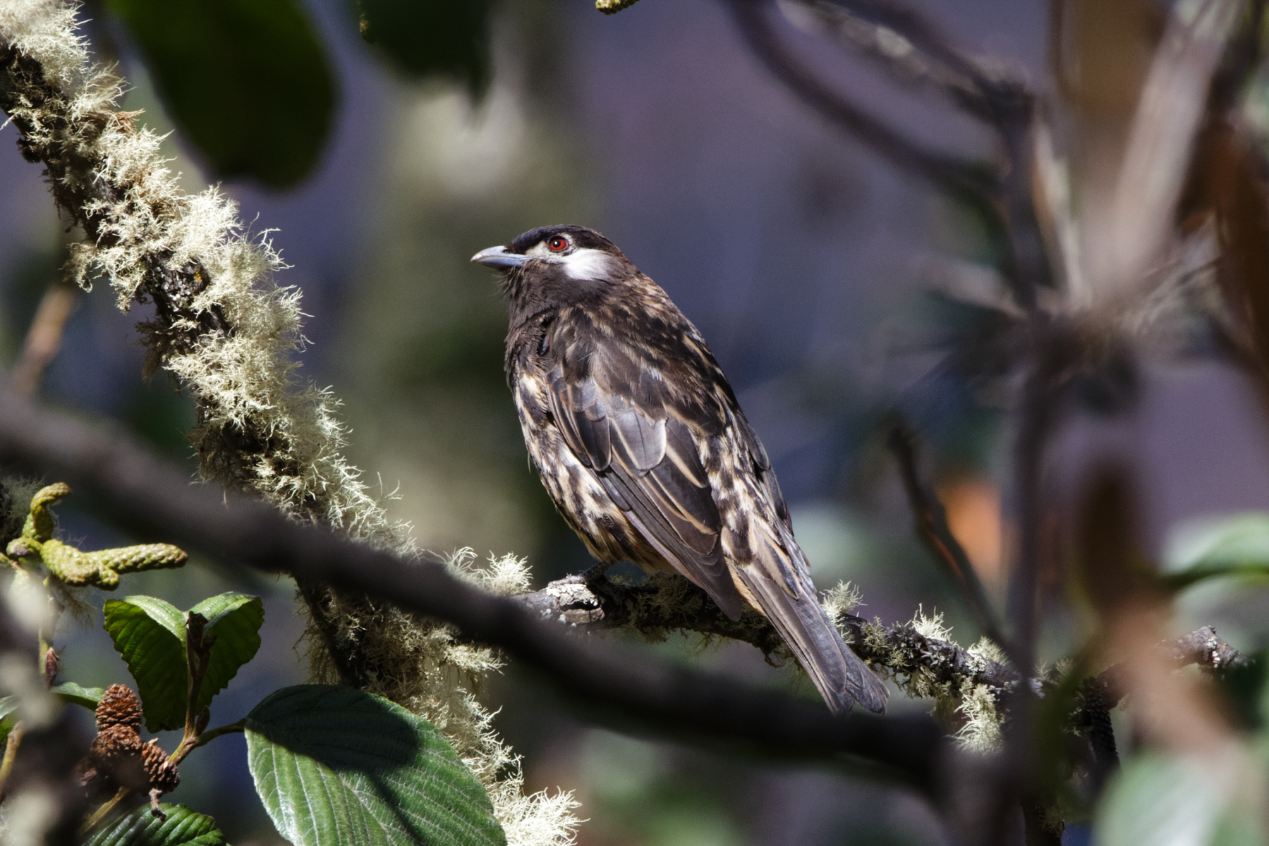 White-cheeked Cotinga (image by Leo Garrigues)