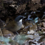White-cheeked Laughingthrush (image by Dani Balla)