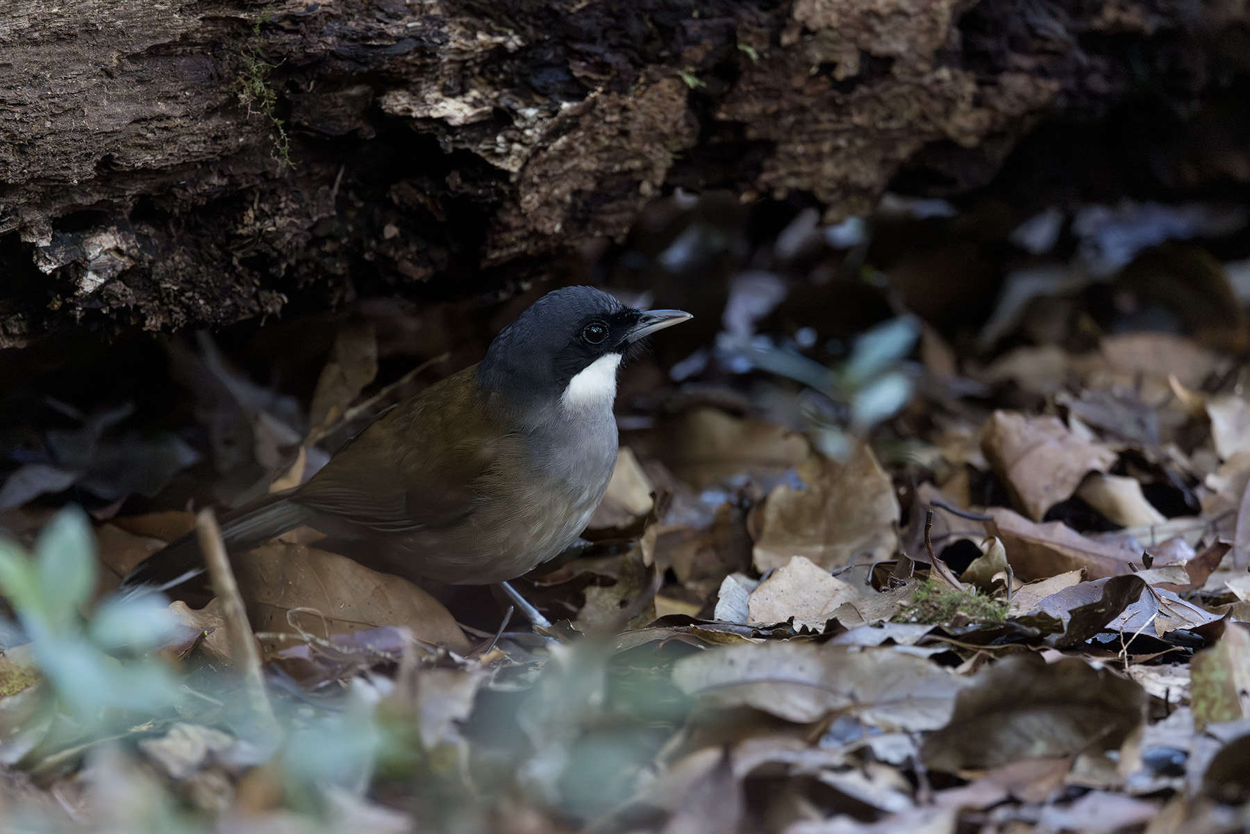 White-cheeked Laughingthrush (image by Dani Balla)
