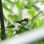 White-cheeked Tody-Flycatcher (image by Leo Garrigues)