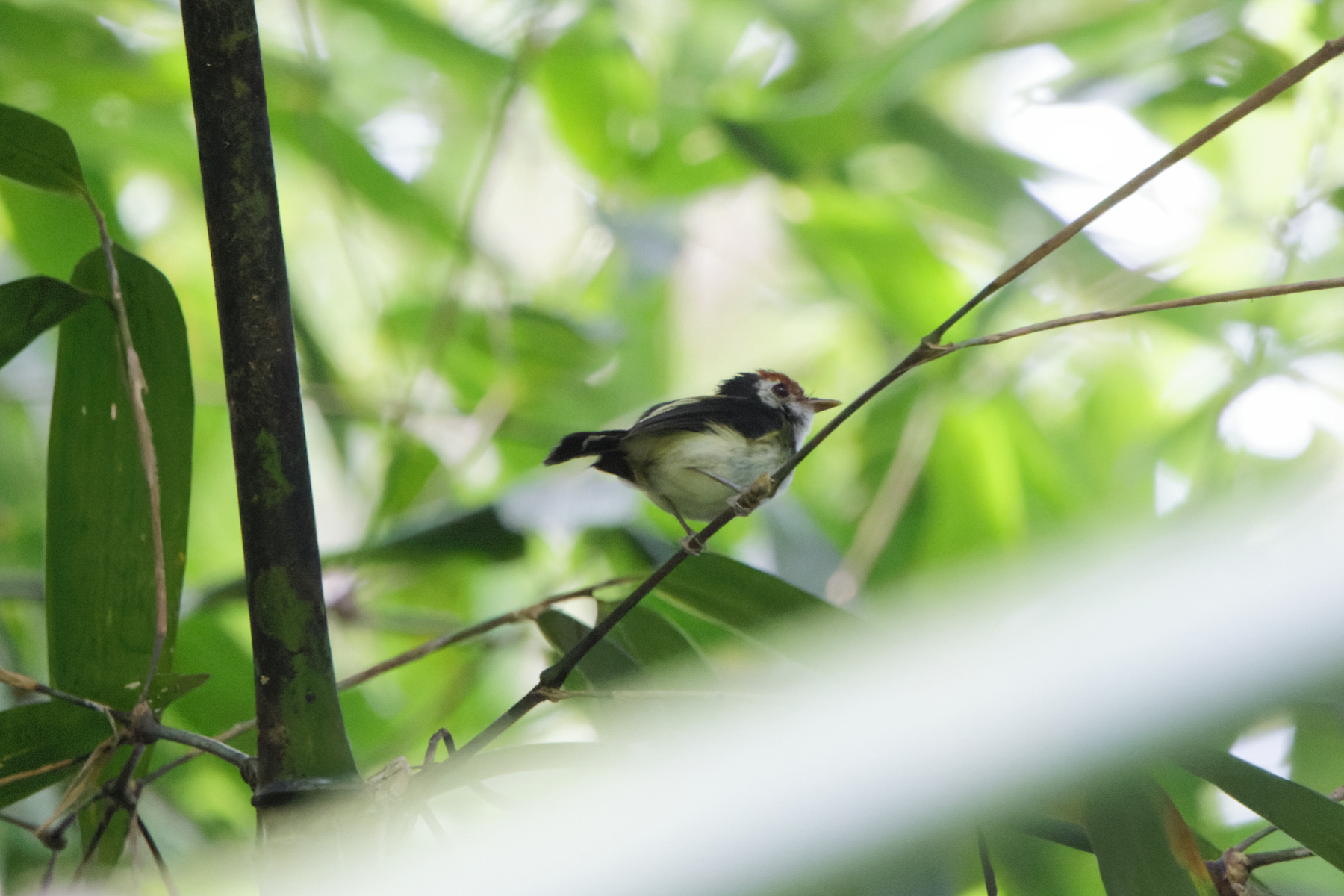 White-cheeked Tody-Flycatcher (image by Leo Garrigues)