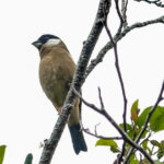 White-cheeked (or Philippine) Bullfinch (image by Craig Robson)
