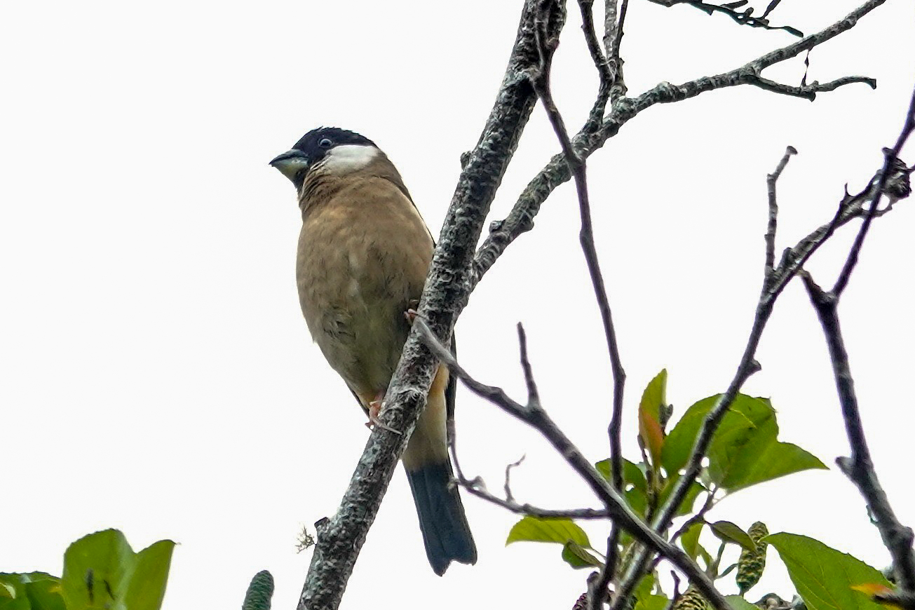 White-cheeked (or Philippine) Bullfinch (image by Craig Robson)