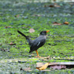 White-chinned Thrush (image by Eustace Barnes)