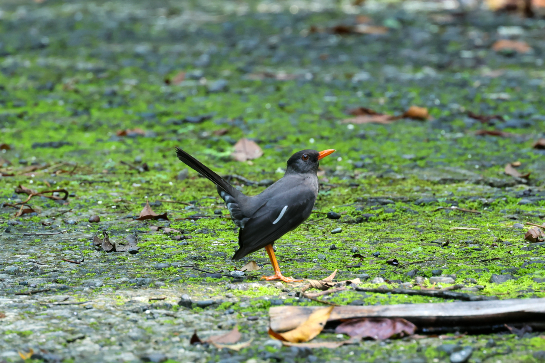 White-chinned Thrush (image by Eustace Barnes)