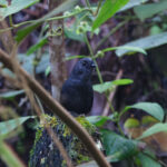 White-crowned Tapaculo (image by Leo Garrigues)