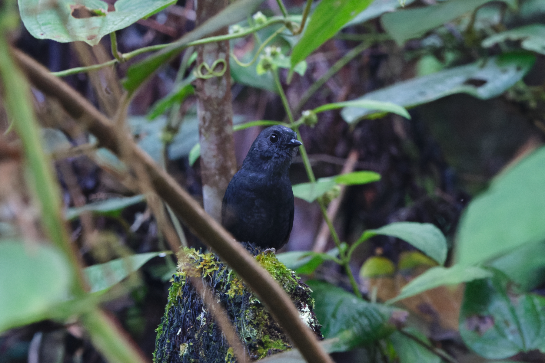 White-crowned Tapaculo (image by Leo Garrigues)