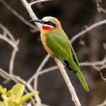 White-fronted Bee-eater (image by Nik Borrow)