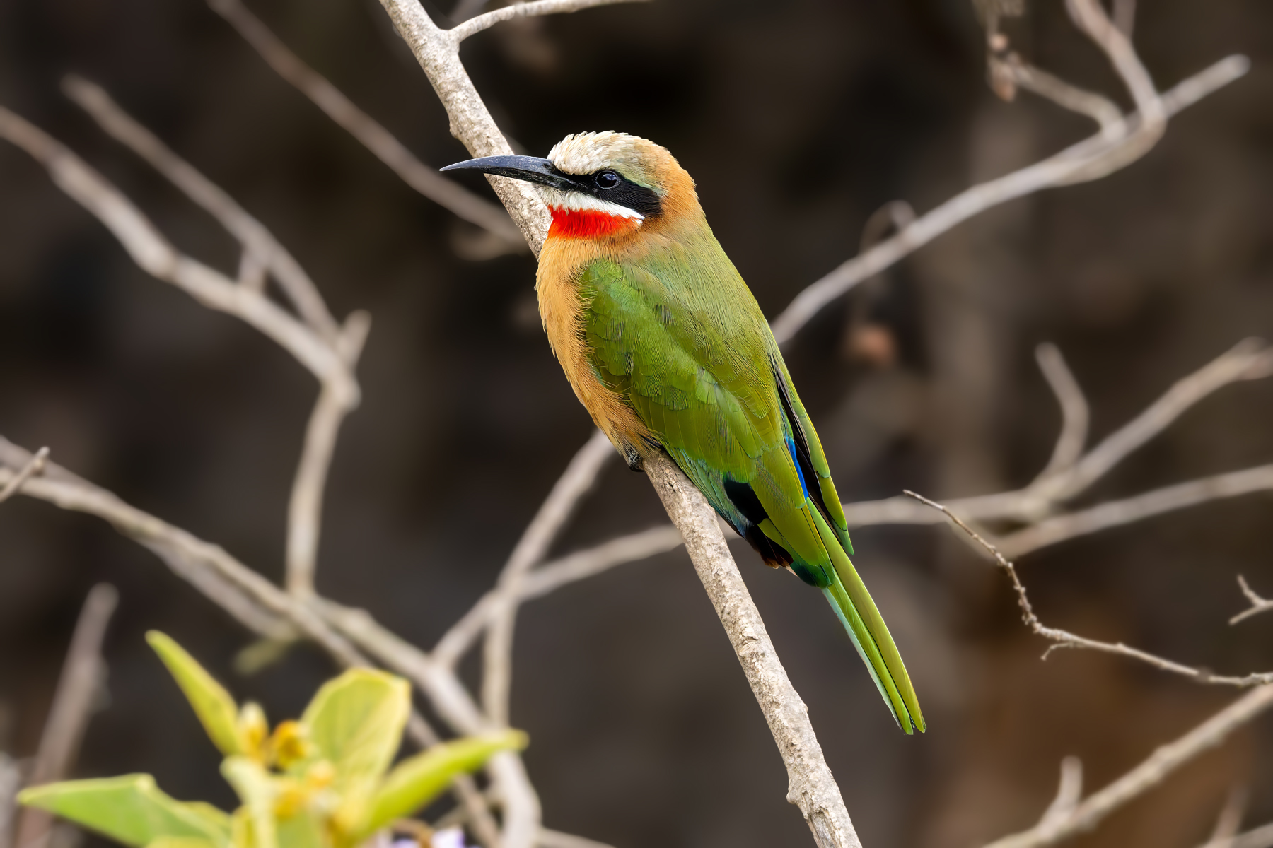 White-fronted Bee-eater (image by Nik Borrow)