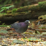 White-fronted Quail Dove (image by Eustace Barnes)